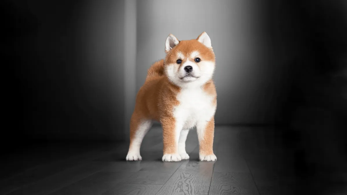 ピュリナ プロプラン ベテリナリーダイエット 犬用サプリメント